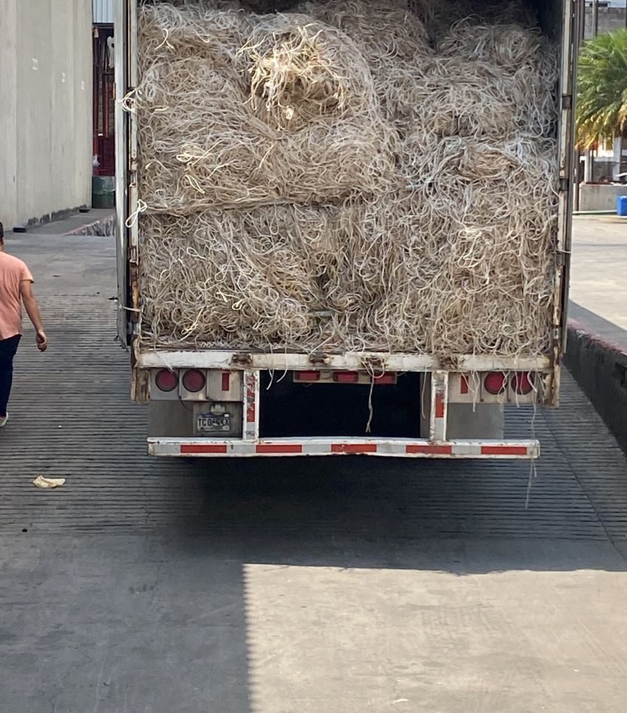 Pita, lazo de PP